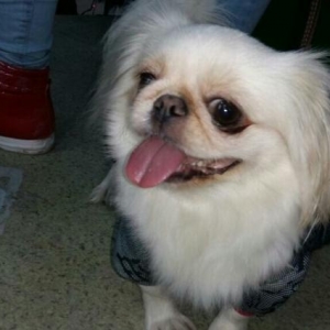 adi nazadi pikinesdi itibdi xirdalan erazisinde ki