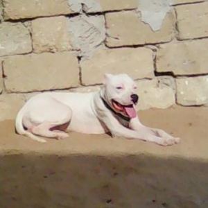 la stafdir 11ayliqdir erkeydir  riyal alicilar wha