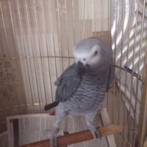 Продается попугай с клетко�