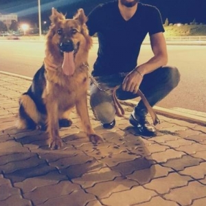 - Nemetskiy avçarka . Təmizdir 1 yaş 7 aylıqd�