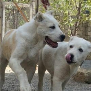 temiz turkmen alabay balalari satilir erkek disi var