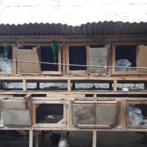 ela dovsan yuvalari satiram 7 dene yuvasi var . her seraiti var tezedi