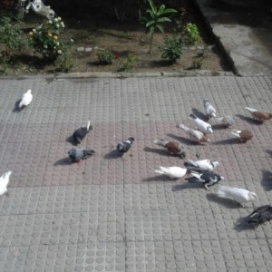 satilir tecil 56-dene goyercin icinde 4-dene qarab