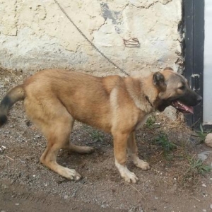 it satilir 6 ayliqdi alabaw