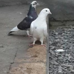 2 fərə 2 xoruz super göyərçinlərdi qiymətdə razılaşarıq