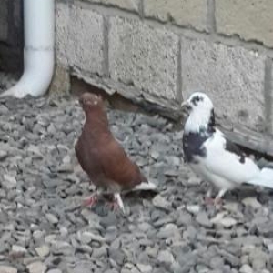 2 fərə 2 xoruz super göyərçinlərdi qiymətd�