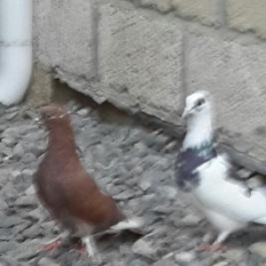 2 fərə 2 xoruz super göyərçinlərdi qiymətdə razılaşarıq