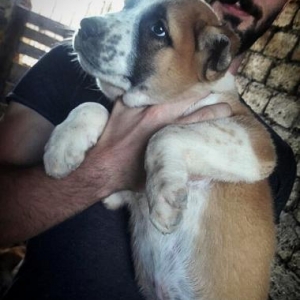 Alabay balalari Satilir !!