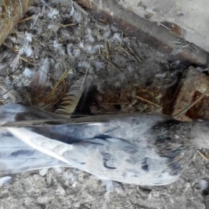 cut ebresder 17 18 tukduler uzun qusdardi hele tuk deyismiyibler. cut