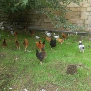 tam saglam heyat becalari cox gotrana endirim olar bos bos yaznayln ze