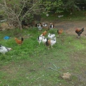 tam saglam heyat becalari cox gotrana endirim olar bos bos yaznayln ze