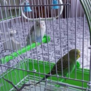 evvala salamlar herkese. papuan qusu satiram tecili pul lazimdir deye