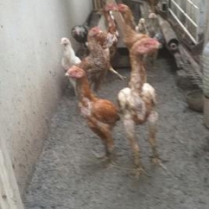 Temiz sort heyrati balalari 4 dene.Gelib baxa bile