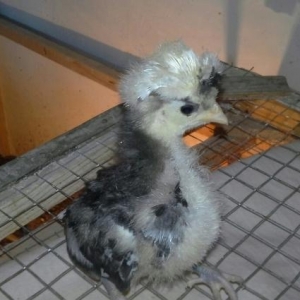 Rahibe 25 gunluk cucelerciddi alicilar narahat ets