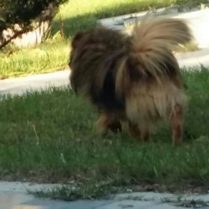 Tecili Satılır!  Fikri ciddi olanlar yazsin ashagi yeride var..