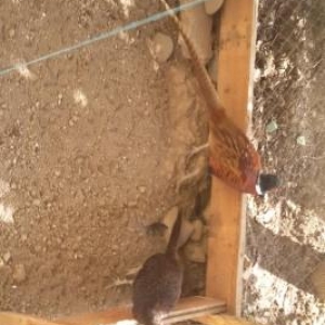 qirqovul macar və  rumun