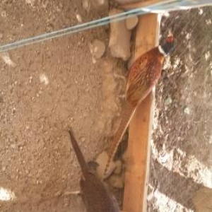 qirqovul macar və  rumun