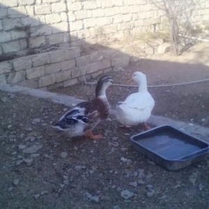 ördek satlllr ve deyisdirilir