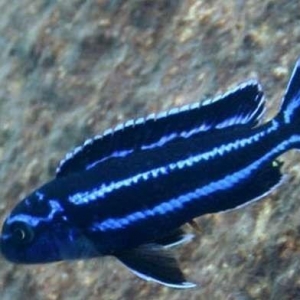 "Melanochromis Maingano" balığı