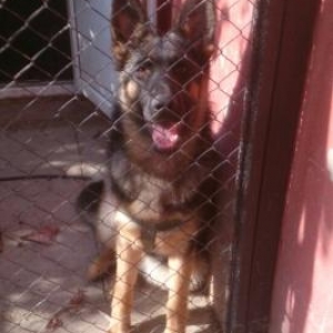 9ayliq disi avcarka.Oglum ucun almisdim oda hevesden dusduyu ucun sati