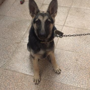 Yevtoposki afcarka 4 ayligdi diwidi o qiymetin icinde ite ayid olan he