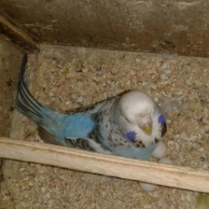 quwlar satilir.temiz qan cexlerdi.maya hal hazirda