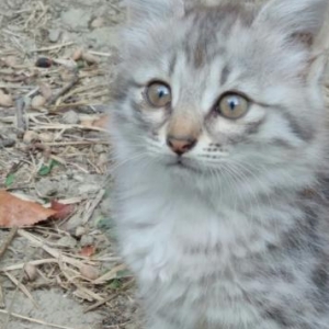 Boz  Syberian (Sibirya pişiyi).Hal hazırda görd