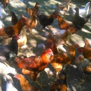 kend çolpası satılır,katdırılma yalnız Bak�