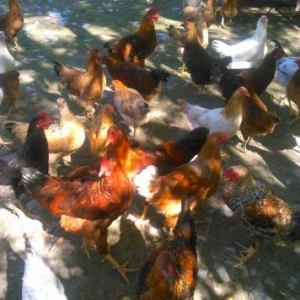 kend çolpası satılır,katdırılma yalnız Bak�