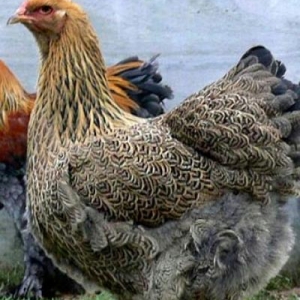 9 aylıq Brama Gold xoruz və toyuglari satilir.