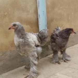 brama toyuqlari xoruzlari