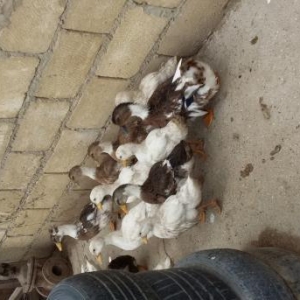 brama toyuqlari xoruzlari