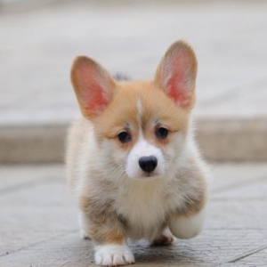 Куплю щенка, породы Корги р�