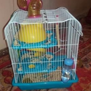 satram gorduyunuz kimdi fikiri ciddi olanlar zeng vursin