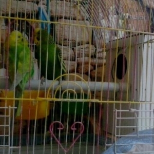 kek diwi popuqaylar satilir