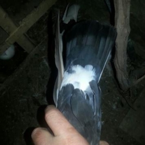 Qizgin Erkey ...Tutulmadi axwamustu tutulma quwdu