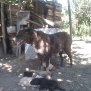 Продам щенков Кавказского �