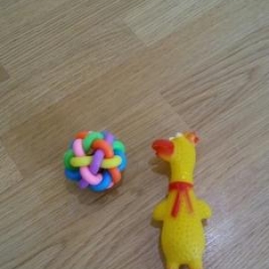 ев итлери ве пишиклер учун �