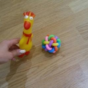 ев итлери ве пишиклер учун �