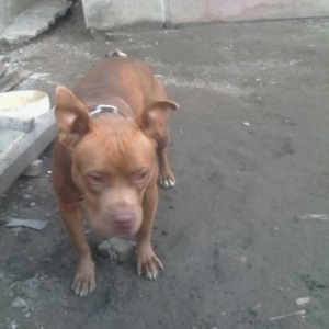 Tecili satilir temiz pitbul fransaadan gelib hele 