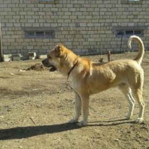 1yaş 7aylğdı döyüş itidi döyşləri var Da�