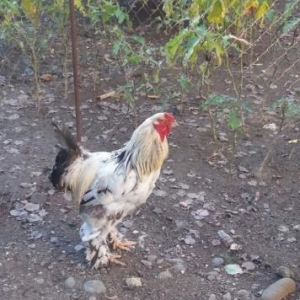 bramo xoruzu satilir