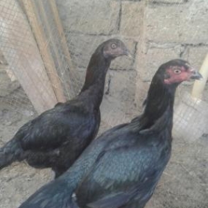 heyrati fərələri  7 aylıqdı  saglam heyvanlardı peyvəndləri vurulub öz