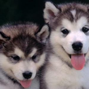 2 ayliq xaski balasi satilir.temiz xaskidi.telim kecir.qitmeti