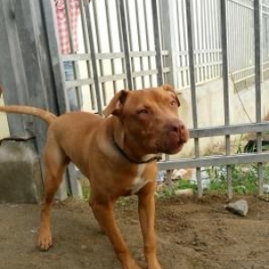 Pitbul diwidi 6 ayi olacaq