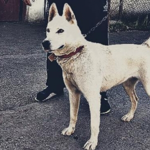 Başka temiz qan itle barter