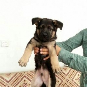 Temiz nemecski afcarkanin balalari erkekler