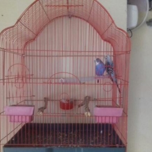 saglam quslardi 2 defe bala  almisam maya yari cexdi