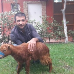 quzu.cepis.qurbanliq heyvanllar.