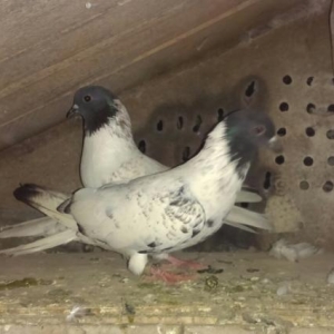 erkey mayadi cut deyiller prablemleri yoxdu real alici narahat elesin